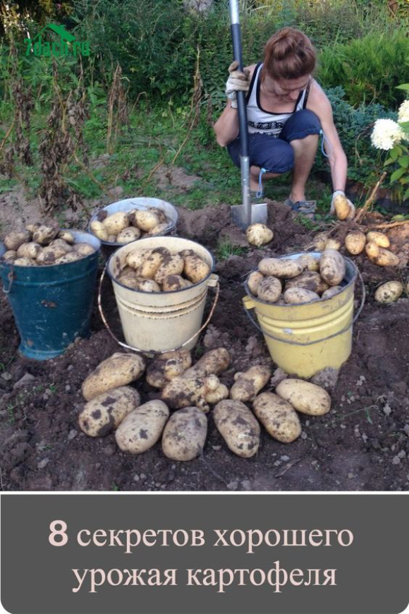 8 секретов хорошего урожая картофеля