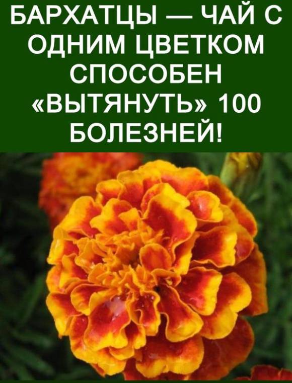 Бархатцы — чай с одним цветком способен «вытянуть» 100 болезней!
