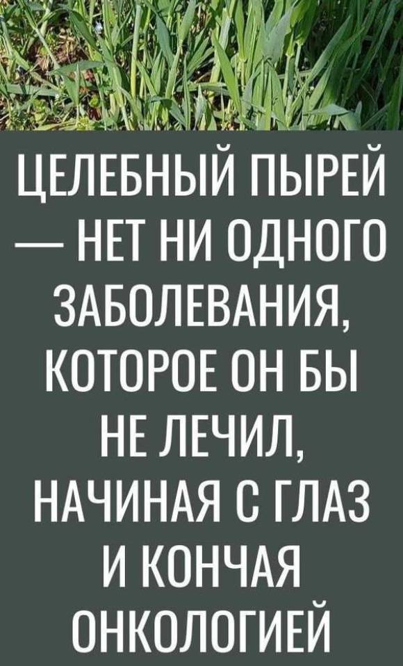 ЦЕЛЕБНЫЙ ПЫРЕЙ — Нет ни одного заболевания, которое он бы не лечил, начиная с глаз и кончая онкологией.