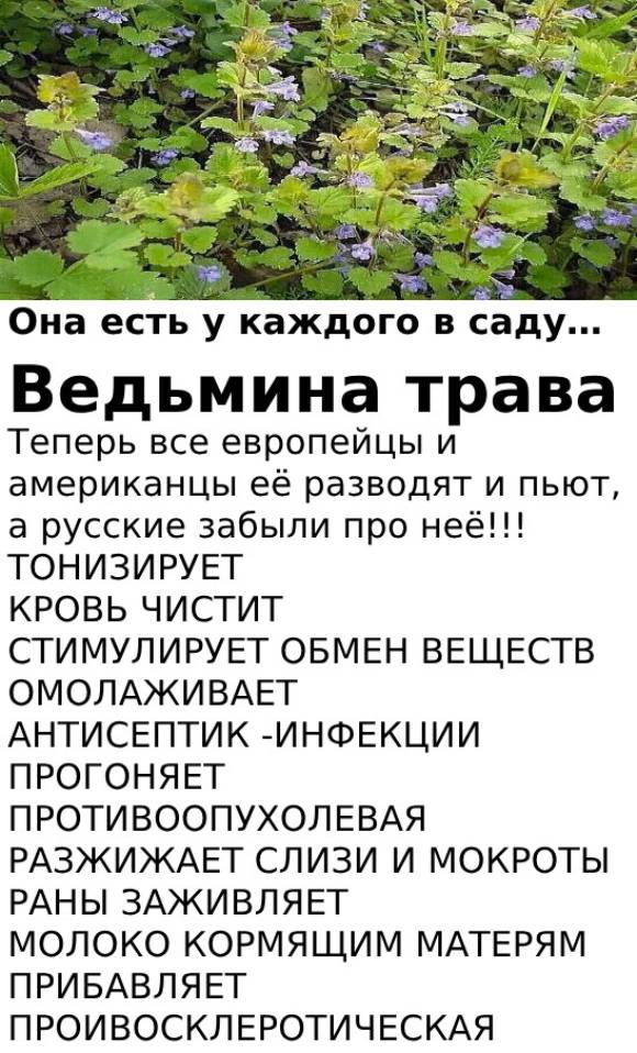 👌👍Она есть у каждого в саду… ведьмина трава Хочу познакомить вас с травкой, которую в народе называют — Ведьмина трава. Есть ещё названия: сороканедужница, собачья мята. Научное же название: Будра плющевидная.