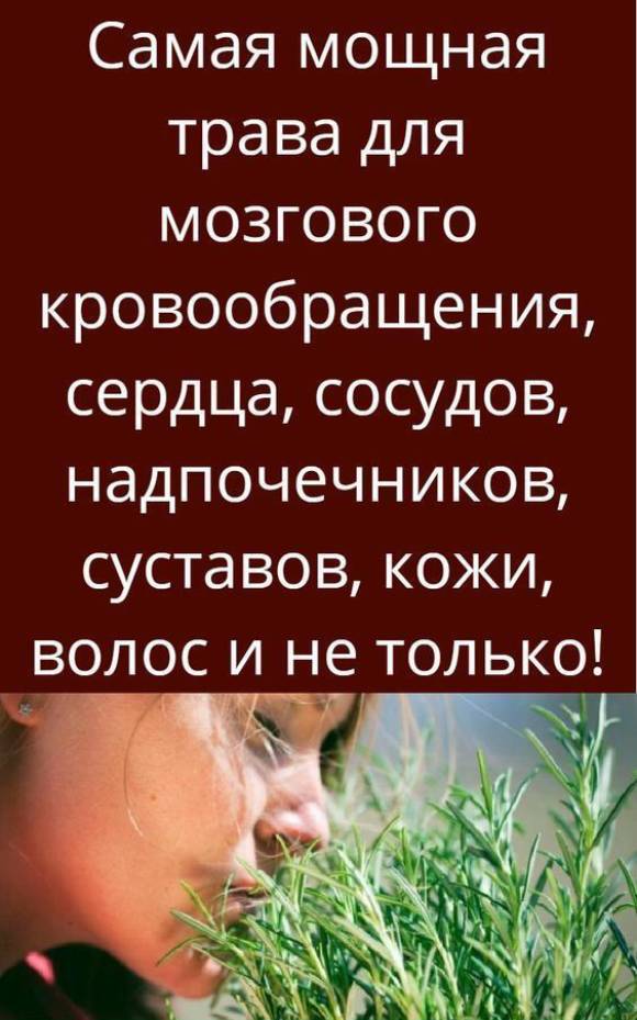 Очень мощная трава для сердца, сосудов, надпочечников, мозгового кровообращения, суставов, кожи, волос и не только!