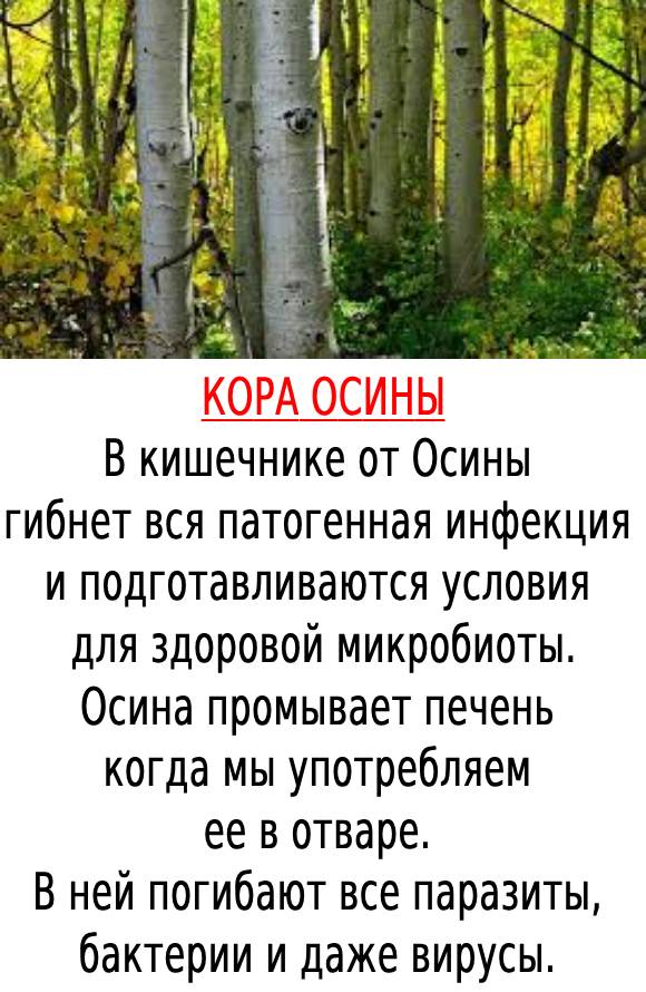 КОРА ОСИНЫ📌☝