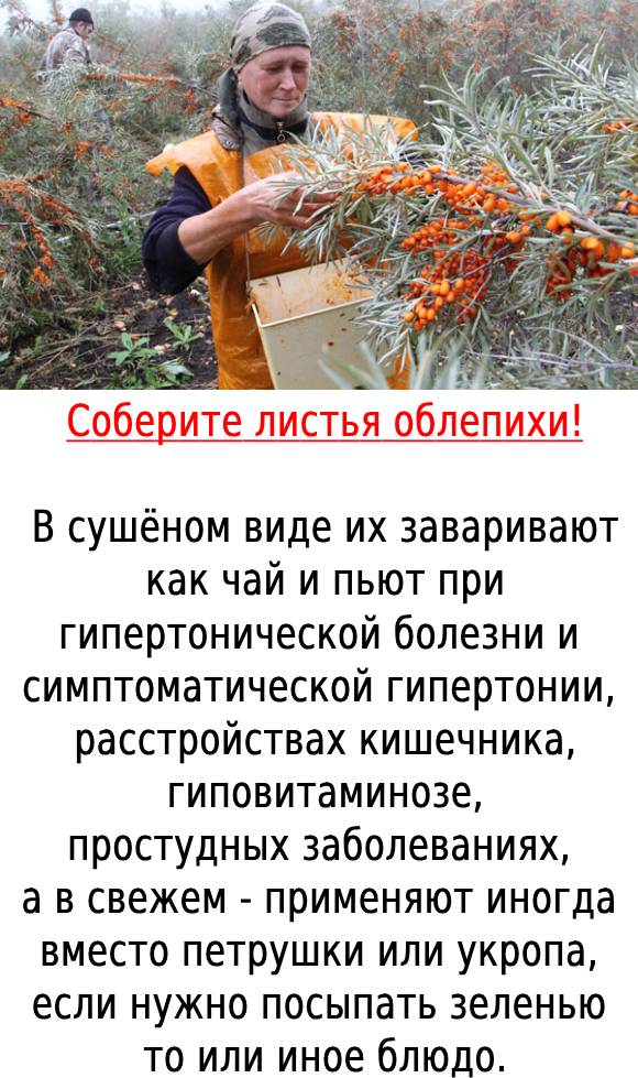 Соберите листья облепихи!☝🌿