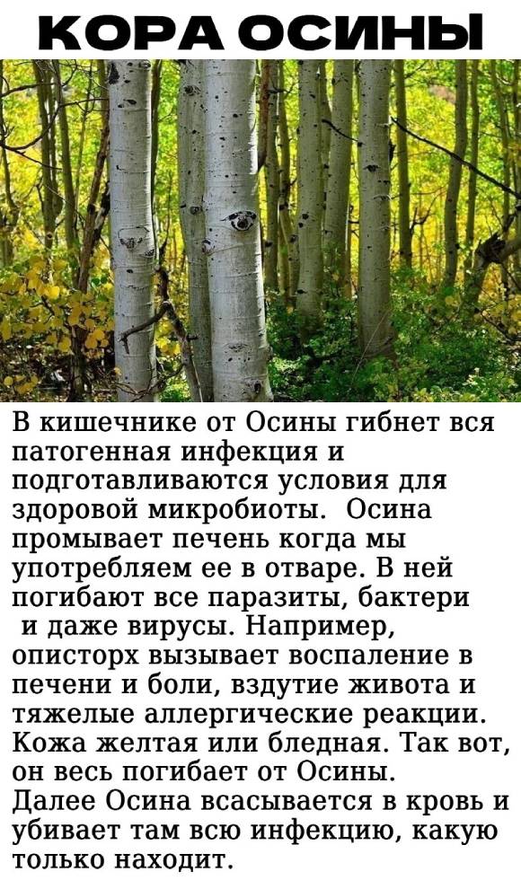 кора осины